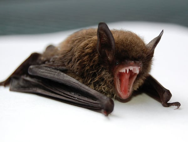 Bat Source: TFP File Photo