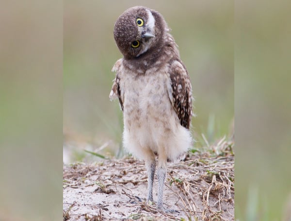 The Florida Fish and Wildlife Conservation Commission (FWC) invites the public to three upcoming webinars, where staff will present draft revisions to the Species Conservation Measures and Permitting Guidelines for Florida Burrowing Owls.