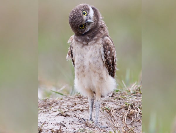 Burrowing Owl Florida FWC