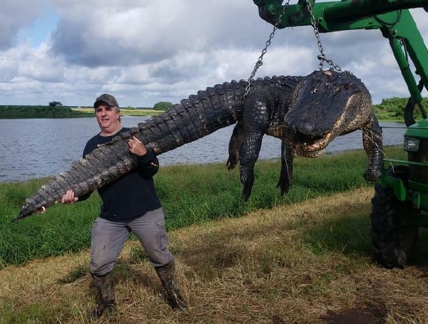 Doug Borries shot this massive gator on a private ranch in south Florida. Doug Borries Photo
