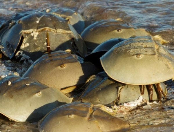 It’s almost spring and that means it’s peak mating season for horseshoe crabs. Help biologists with the Florida Fish and Wildlife Conservation Commission (FWC) gather valuable information about these ancient creatures by reporting sightings on the online survey. 