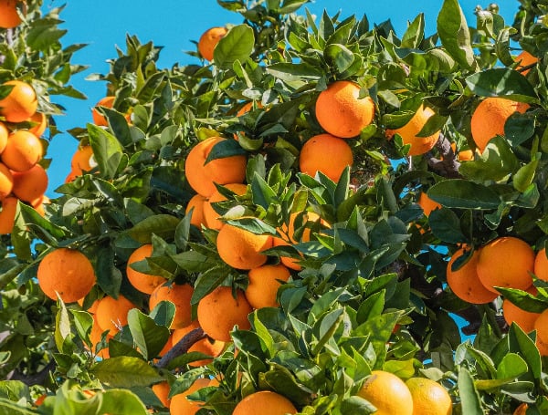 Florida’s citrus industry received a little good news Wednesday as a new production forecast for the current growing season increased 1 percent for oranges and 5 percent for grapefruit.