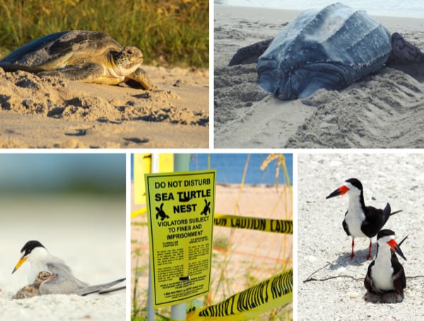 Nesting season is underway for #Florida’s #SeaTurtles and waterbirds. You can help them by keeping lights out, maintaining your distance and stashing trash: 