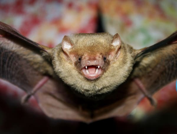 Bats Florida (File)