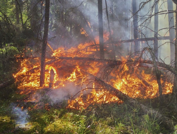 Wildfire Fire Forest