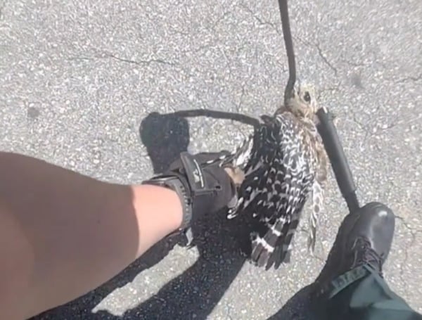 Deputies in Florida came to the rescue of a hawk over the weekend and worked to free the bird from the grasp of a snake.