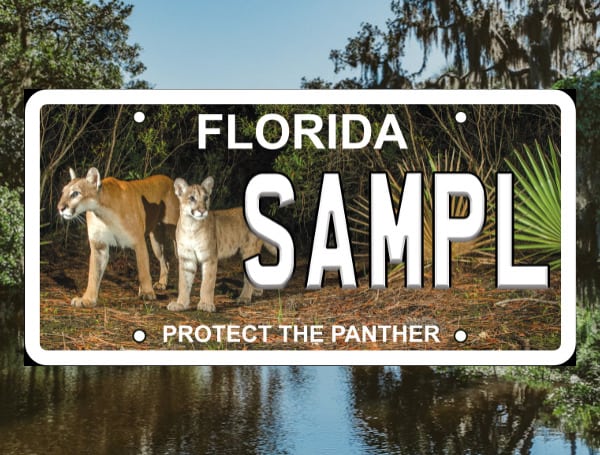 The Protect the Panther License Plate will soon have a new design featuring a stunning photograph taken by photographer Carlton Ward in 2018 of a now-famous female and her kitten.