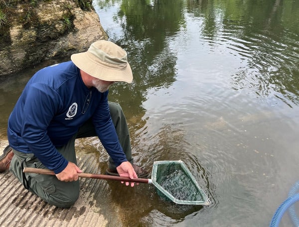 Freshwater fisheries biologists and managers from the Florida Fish and Wildlife Conservation Commission (FWC) successfully released 7,800 hatchery-raised shoal bass fingerlings (young fish) into the Chipola River on May 12, 2023.