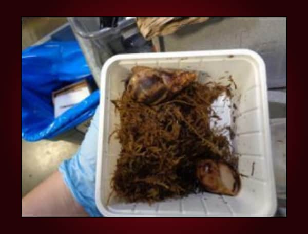 U.S. Customs and Border Protection (CBP) agriculture specialists intercepted two giant African snails at the Louisville Port of Entry on May 18.