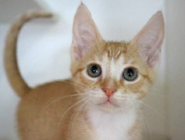 Hillsborough Offers Free Pet Vaccinations, Microchips On Sunday
