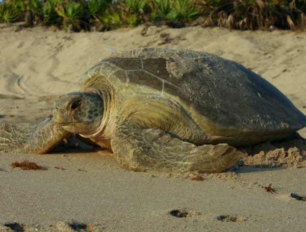 This World Turtle Day, the Florida Fish and Wildlife Conservation Commission (FWC) reminds the public that as we enjoy our beaches this Memorial Day weekend, everyone can help sea turtles have a successful nesting season by giving them space, removing beach furniture at night, keeping beaches clean and dark, and never disturbing their nests.