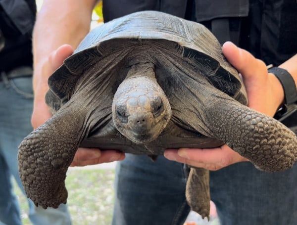 two endangered Galapagos Tortoises.