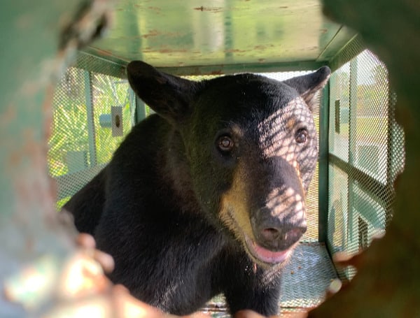 Florida Black Bear