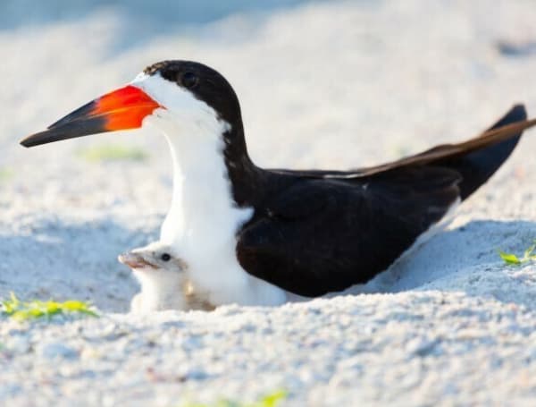 The Florida Fish and Wildlife Conservation Commission (FWC) reminds the public that as we enjoy our beaches this weekend and beyond, everyone can do their part to help sea turtles and shorebirds have a successful nesting season by giving them space, removing beach furniture and trash before leaving for the day, keeping beaches clean and dark, and never disturbing their nests.