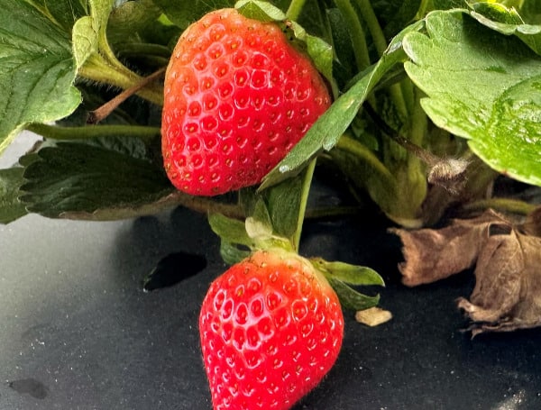 Strawberry consumers love the fruit’s sweet flavor, and University of Florida scientists are trying to meet that desire, while also helping growers produce high yields.