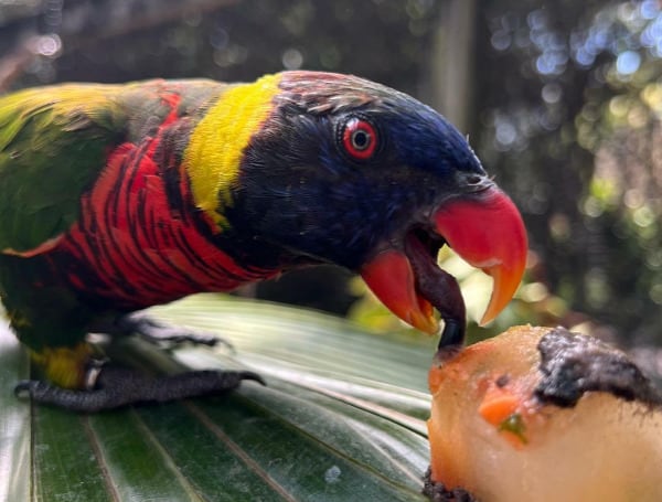 TAMPA, Fla. – Summer temperatures reaching the upper 90s are being felt across the Tampa Bay area and the team at ZooTampa at Lowry Park is finding ways to keep its animals cool amid the surging heat.