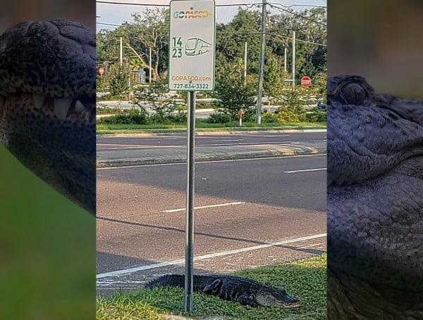 A Florida alligator was caught waiting for the bus in Pasco County, according to GoPasco County Public Transportation.