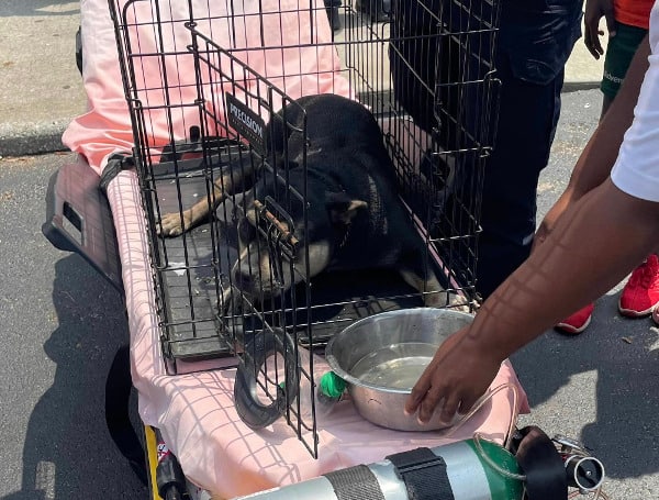 Firefighters rescued a family dog Saturday after officials say a child was playing with fireworks inside of an apartment.