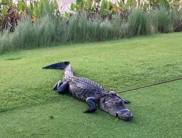 Deputies responded Thursday to the Forest Glen and Golf Course community after a nearly 7-foot alligator attacked a man out for a morning walk.