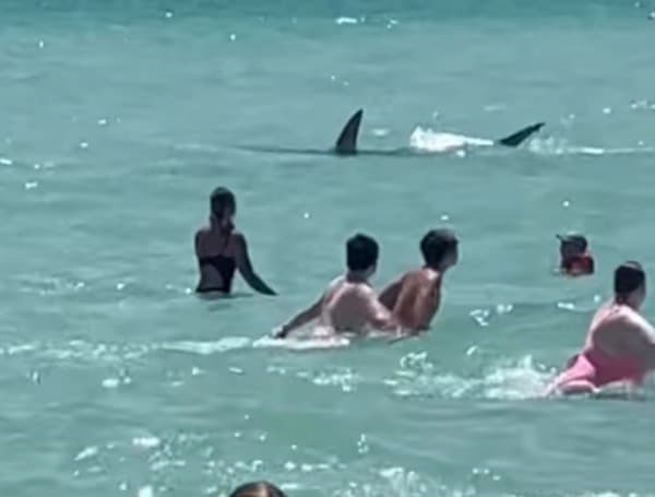 Beachgoers at Florida's Navarre Beach Monday were treated to a very special experience. A very large shark was following a school of fish that brought it close to shore.