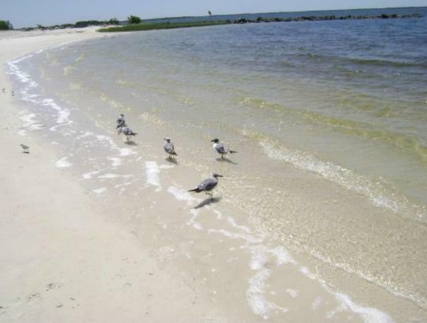 CITRUS COUNTY, Fla. - The Florida Department of Health in Citrus County (DOH-Citrus) has issued a No Swim Advisory for the waters at Fort Island Beach. 