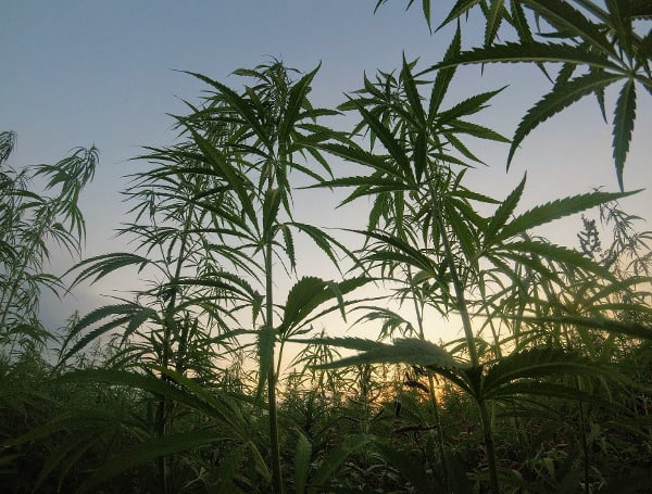 The Florida Department of Agriculture and Consumer Services said Tuesday that a week-long inspection sweep of businesses uncovered 68,689 packages of hemp-extract products – some with euphoric, high-potency THC – marketed toward children.