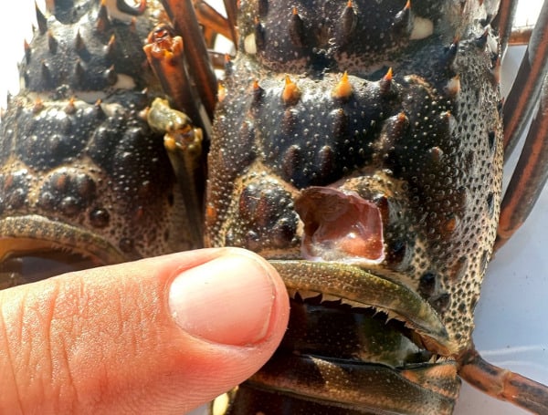A 46-year-old Florida man with previous wildlife violations was arrested Tuesday for spearing lobster in a Key Largo canal.