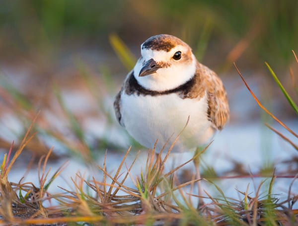 Audubon Florida wants the state to designate the Wilson’s Plover, a type of coastal wading bird, as a threatened species. 