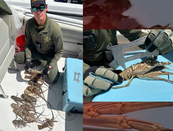 Two Florida were arrested for wildlife violations in separate incidents Sunday, according to investigators.