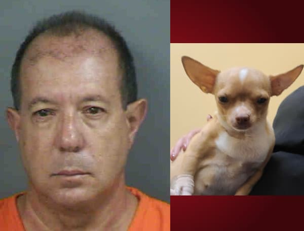 Detectives in Florida arrested a 61-year-old man Friday after they say he posed as a veterinarian and performed surgery on a pregnant dog that later died.