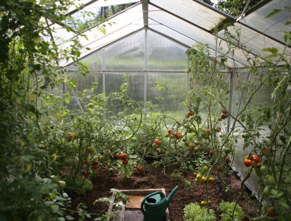 Owning a greenhouse offers you a gateway to a constant supply of top-notch, crisp vegetables throughout every season. The joy of nurturing your herbs even in the chill of winter is truly gratifying. Robust veggies like cabbage thrive in harsh winter, yet delicate ones like lettuce struggle.