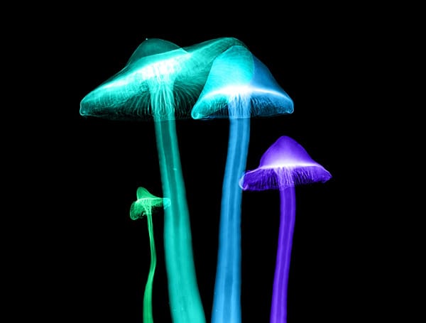 This week, the Florida Department of Agriculture and Consumer Services filed a lawsuit against a Tallahassee business that did not provide requested information about products that included a type of mushroom that can be hallucinogenic. 