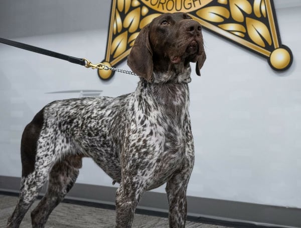 HILLSBOROUGH COUNTY, Fla. - Hillsborough County Sheriff Chad Chronister introduced two highly trained K9 drug-sniffing partners to the Hillsborough County Sheriff's Office, bolstering security measures and ensuring a safer environment at HCSO Detention Facilities. 