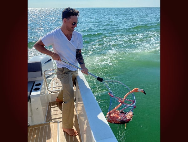 LARGO, Fla. - SPCA Tampa Bay has aided in the rescue of a displaced flamingo that was found struggling in the water off St. Petersburg Beach this afternoon.