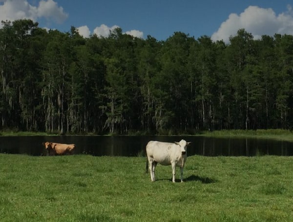 Florida Agriculture Commissioner Wilton Simpson announced Monday the protection of of 13,371 acres of Florida ranchlands through the the Florida Department of Agriculture and Consumer Services’ Rural and Family Lands Protection Program.