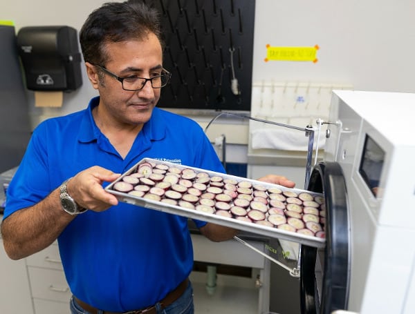 Dr. Ali Sarkhosh, UF/IFAS associate professor of horticultural sciences, loads frozen muscadine grapes into a freeze-dryer. Photo: UF/IFAS Communications