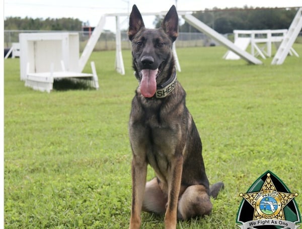 PASCO COUNTY, Fla. - Pasco Sheriff's Office is excited to announce a new addition to the team, K-9 Harley.