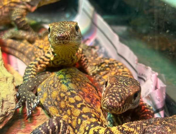 TAMPA, Fla. - For the first time ever, ZooTampa at Lowry Park has hatched endangered Komodo dragons, significantly increasing the numbers of the world’s largest lizard.