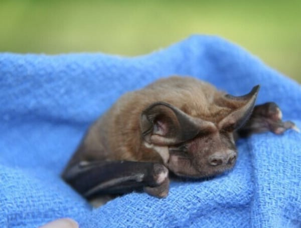 The Florida Fish and Wildlife Conservation Commission (FWC) advises the public that fall is the right time to exclude bats from your home or other structures. 