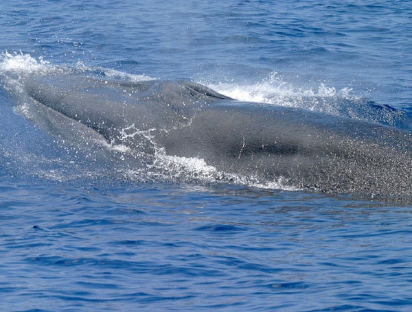 The Biden administration has abandoned an effort to impose a speed limit in the Gulf of Mexico that was intended to protect an obscure pod of little-known whales.