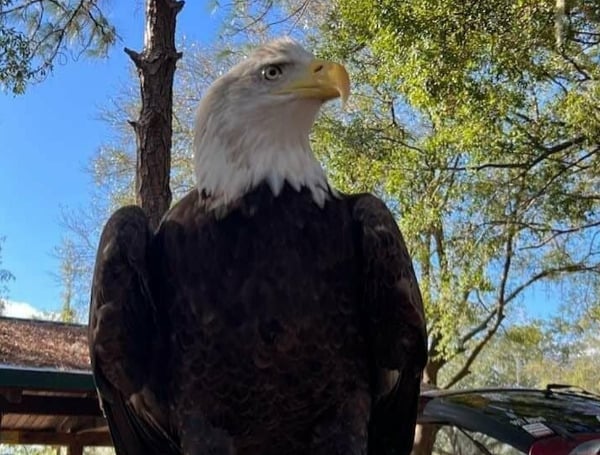 PLANT CITY, Fla. - The Raptor Center of Tampa Bay's third annual Wonders of Wildlife Festival will take place at Edward Medard Conservation Park on November 11, 2023, from 10 a.m. to 4:30 p.m.