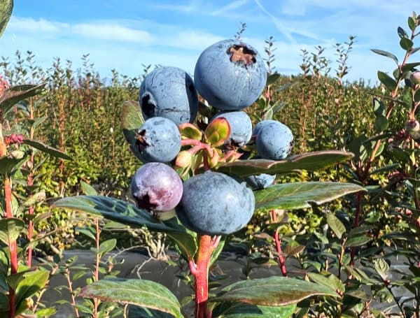 1. Blueberries from the research project. Courtesy Mariana Neves da Silva.