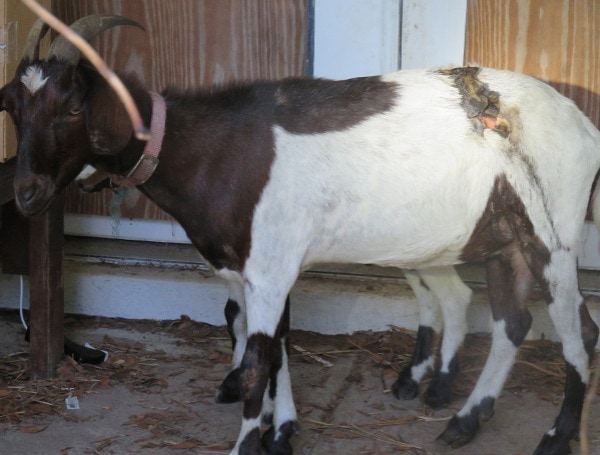 A Florida man has been found guilty of one felony and two misdemeanor counts of animal cruelty after a thorough presentation of compelling evidence and expert subject matter testimony.