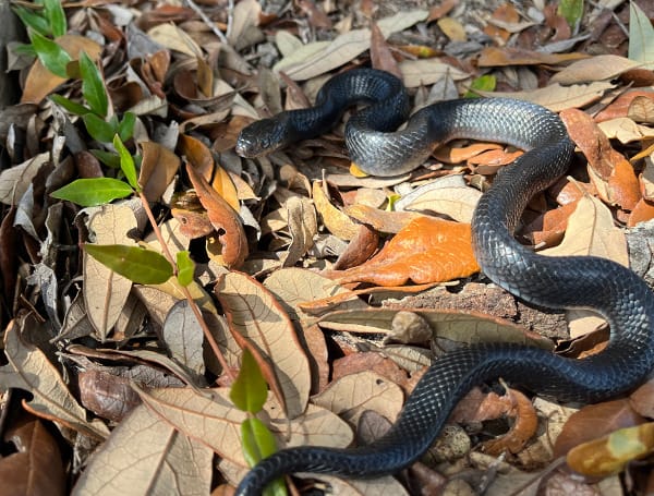 Alabama: Eastern indigo snake found in the state for just the