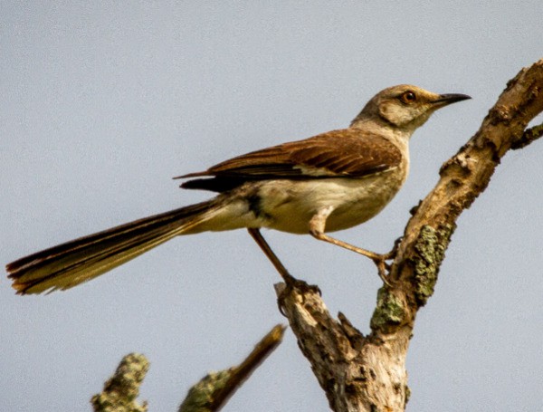 The state bird of Florida is the (northern) mockingbird