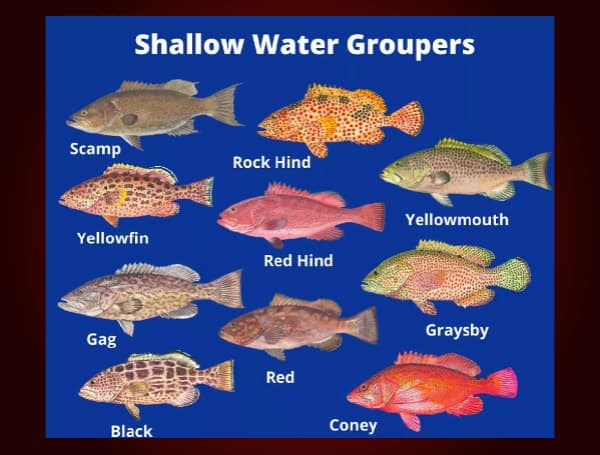 Shallow Water Grouper: Safmc.Net