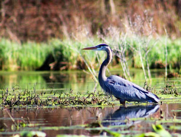 Blue Heron, Wetlands (Unsplash)