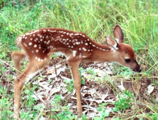 Florida Deer (FWC)