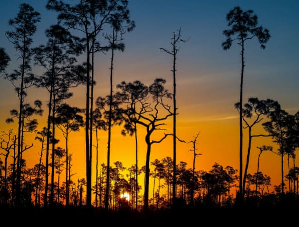 Florida Preserve At Sunset (Unsplash)