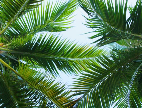 Palm Trees (Unsplash)